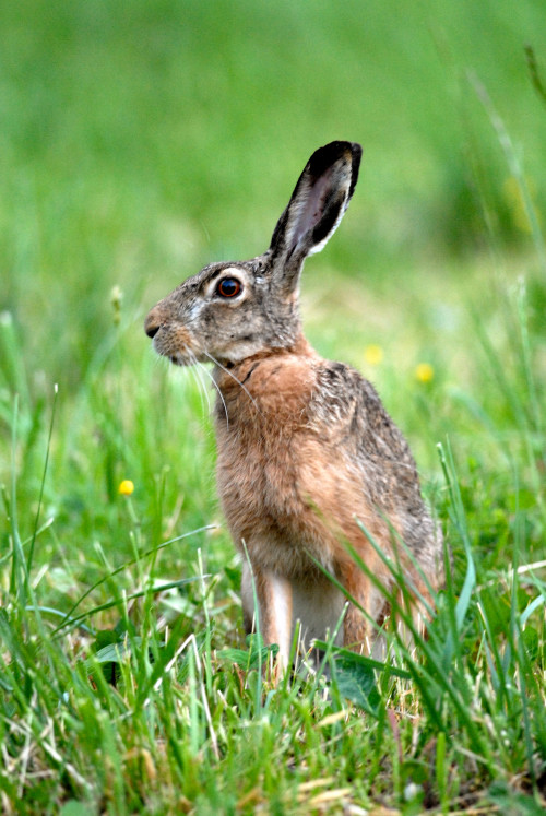 RODITORI E LAGOMORFI SELVATICI